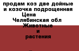продам коз две дойные и козочка подрощенная › Цена ­ 15 000 - Челябинская обл. Животные и растения » Другие животные   